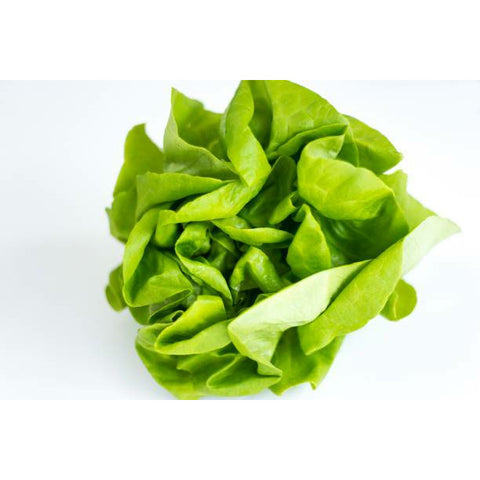 Living Boston lettuce, per pkg