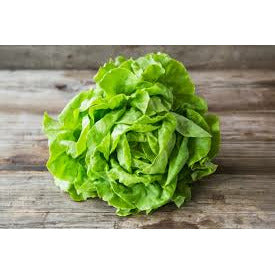 Living Lettuce, per head