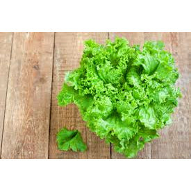 Living Lettuce, per head