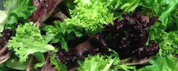 Mixed Salad Greens, 225 g bag
